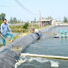 Chuyển làm muối sang nuôi tôm